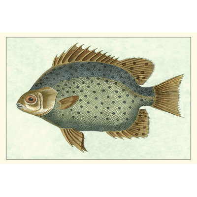 Papillon poisson II