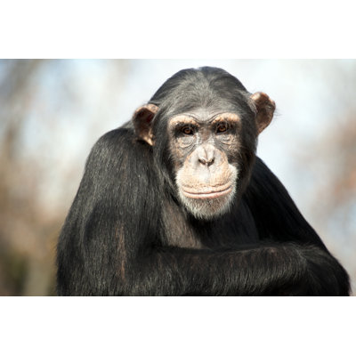" Young Chimpanzee " by Sfmorris