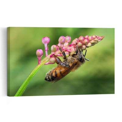 Abeille baisée par la rosée - Illustration murale contemporaine délicate et vibrante représentant une abeille et une fleur.