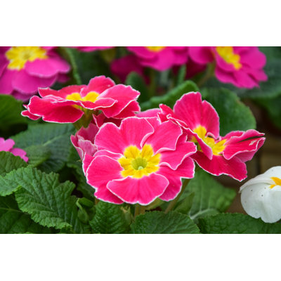 Barbaresi " Pink Primrose Flower " by Kanphotos