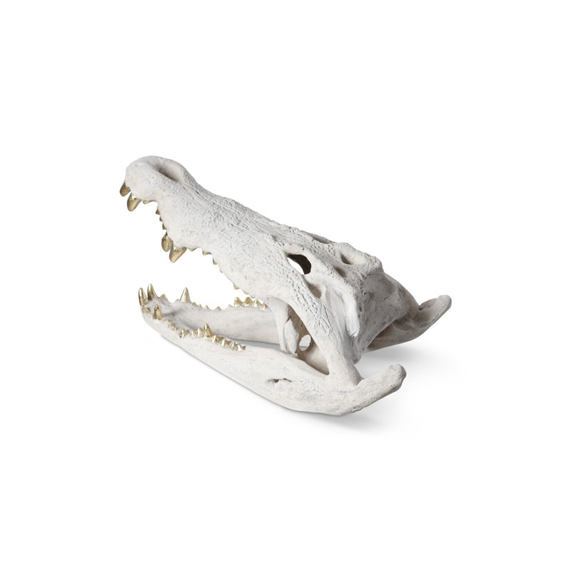 Crocodile Skull