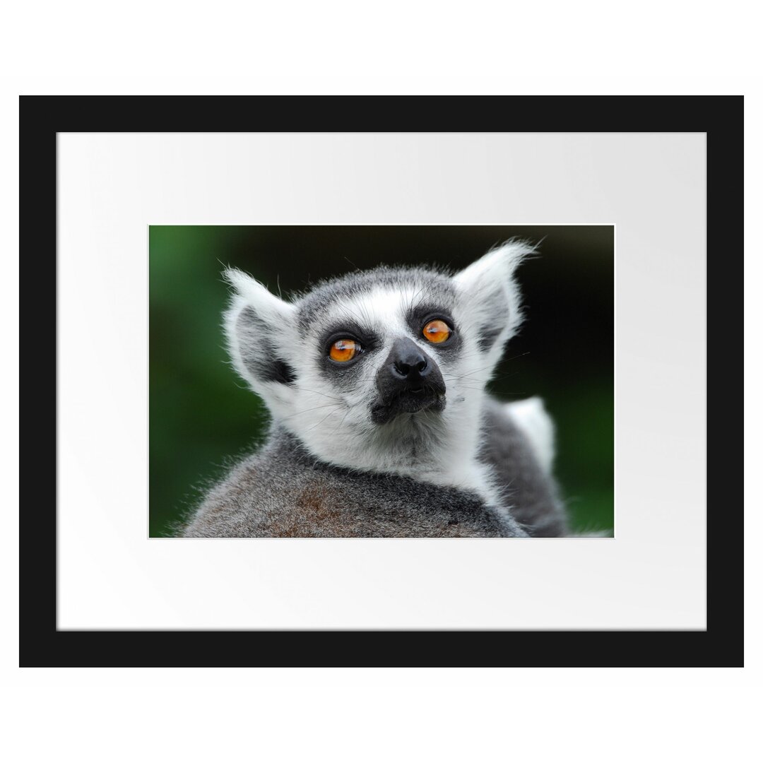 Lemur, der nach oben schaut Gerahmter Fotokunstdruck Poster