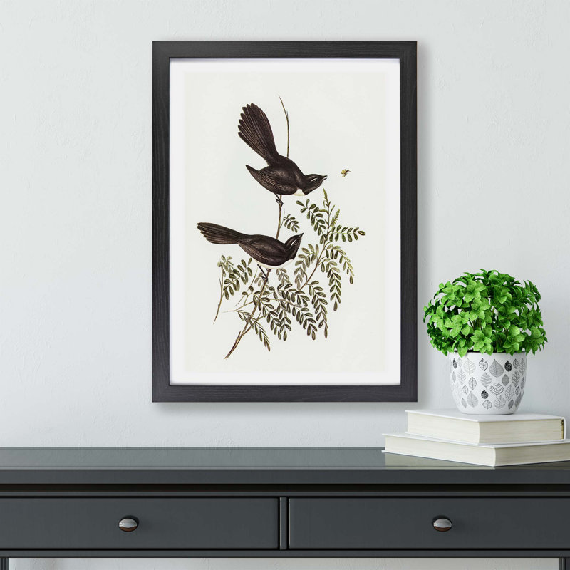 Black Fantailed Flycatcher Birds - Framed Print, 24cm H x 33cm W x 2cm D, Black