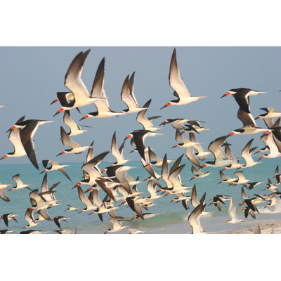 Florida Birds - Wrapped Canvas Print
