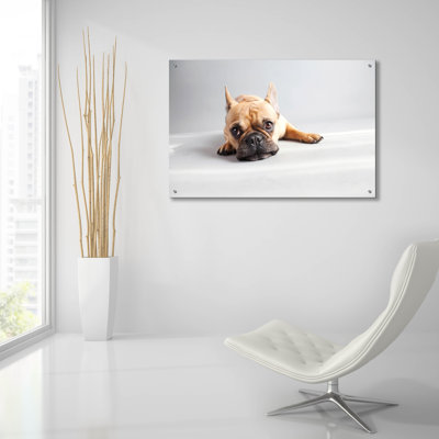 «Sad Frenchie» par Susan Sabo