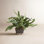 Georgia Fern Plant