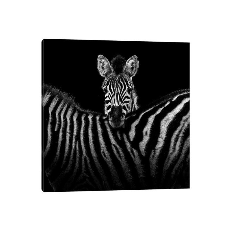 Two Zebras In Black And White I by Lukas Holas - Wrapped Canvas Print, 30.48cm H x 30.48cm W x 1.905cm D