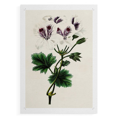 AntiqueFloralFolioIX - Impression sur toile seulement - non encadrée