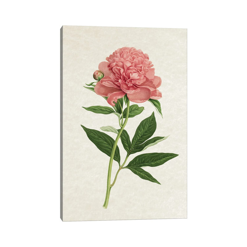 Vintage Rose by Amelie Vintage Co - No Frame Gallery-Wrapped Canvas Giclée on Canvas, 30.48cm H x 20.32cm W