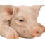 Pig Sleeping Statue