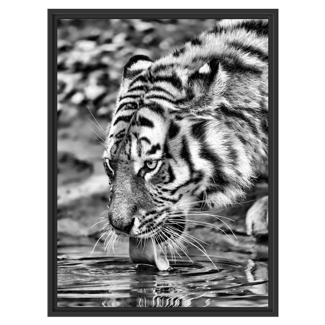 Gerahmtes Wandbild Tiger am Wasser