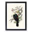White-Headed Fruit Pigeons by Elizabeth Gould - Framed Print-55611893-55611894