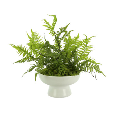 Mountain Fern and Moss Arrangement