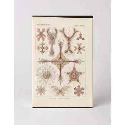 Discoidea – Scheiben-Strahlinge, Plate 11 (1904) — Portrait Canvas Wall Art