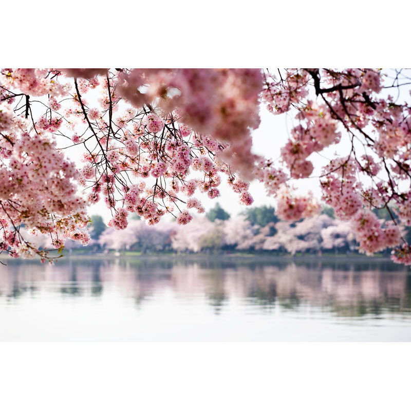 Cherry Blossoms On The Tidal Basin by Eurobanks - Wrapped Canvas Print, 30cm H x 46cm W x 3.8cm D