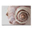 Sea Shell Print-24078256