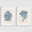 «Sea Coral Study I», ensemble de 2 reproductions d'art encadrées-728815720-728815721-728815722