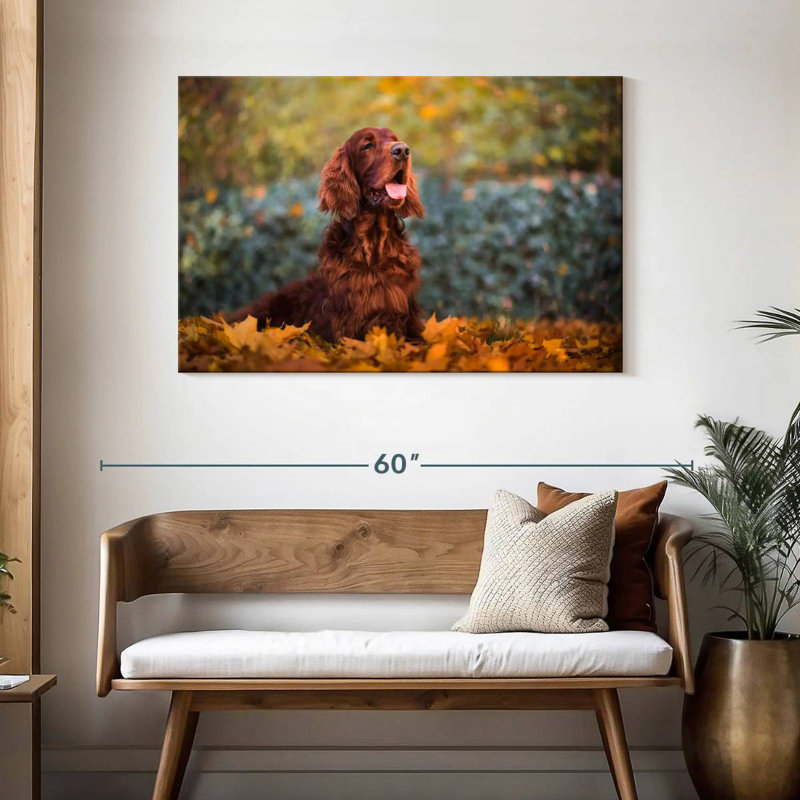 Crowle Setter irlandais en automne