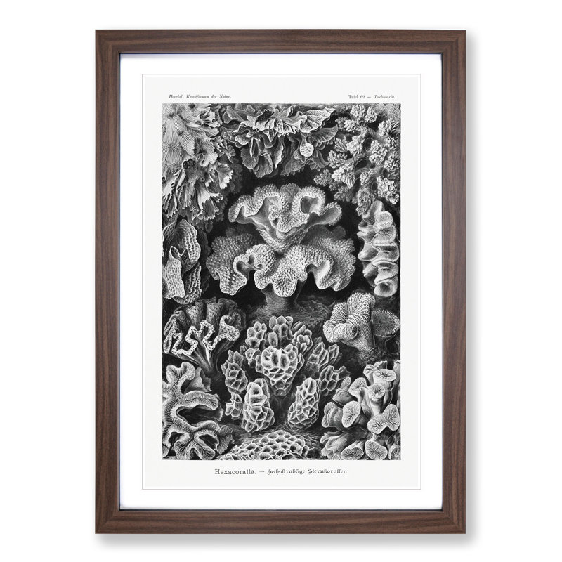 Hexacorallia Coral Vol.2 by Ernst Haeckel - Framed Print, 36cm H x 27cm W x 2cm D, Walnut Framed