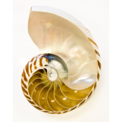 Coastal Objects II Print by Barclay Butera