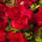 1 Gallon Autumn Bonfire Encore Azalea - Re-Blooming Evergreen Shrub with Red Blooms