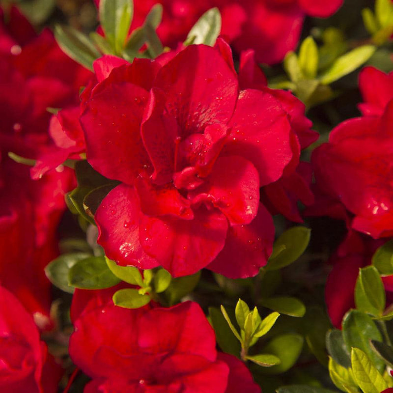 1 Gallon Red Autumn Bonfire Azalea Flowering Shrub
