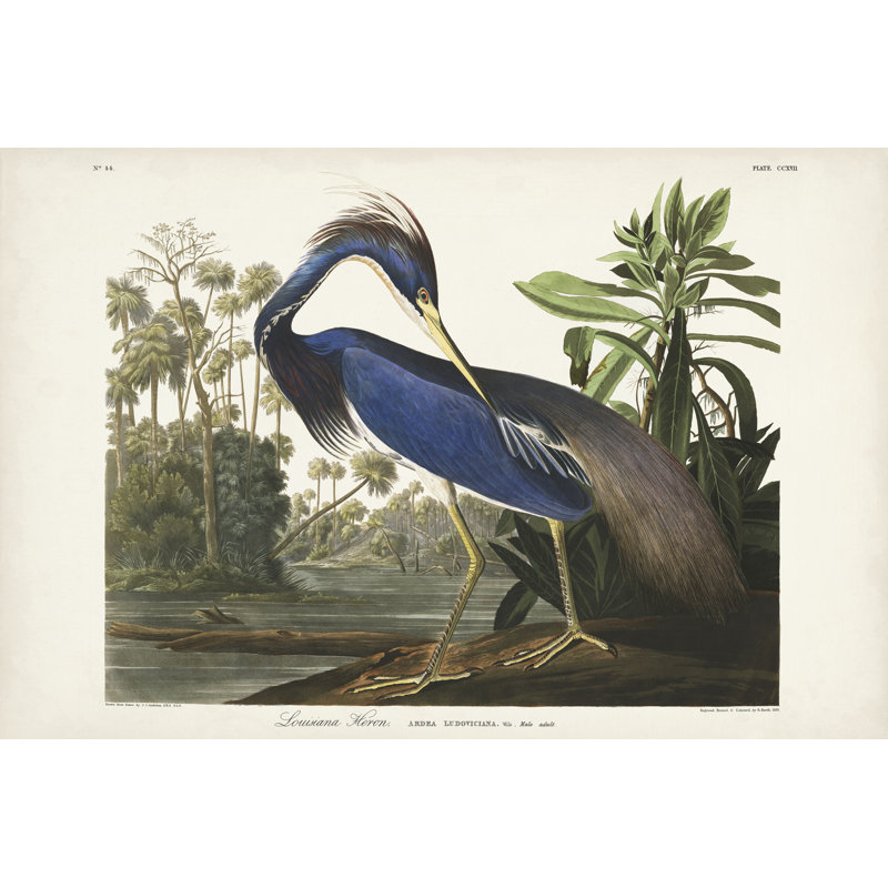 Pl 217 Louisiana Heron, H 32 po x l 48 po