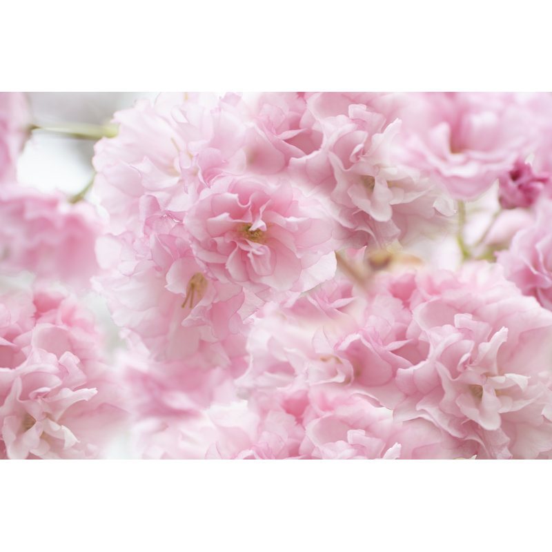 Cherry Blossom Study IV by James McLoughlin - Wrapped Canvas Print, 30cm H x 46cm W x 3.8cm D