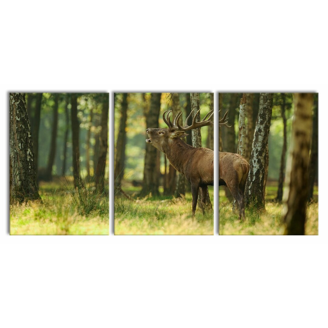 3-tlg. Leinwandbilder-Set Stag in the Forest