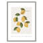 Amalfi Lemons - cadre photo, impression-66318803-66318807