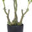 32'' Faux Japonica Plant in Cement Pot