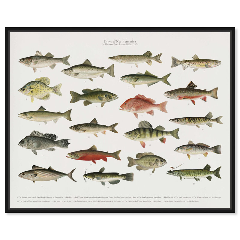 " American Fish " Painting Print, 36" H x 30" W, Black Framed