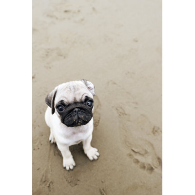 «Pug Puppy» par Aglphotoproductions - Photographie sur toile tendue