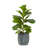 45cm Faux Ficus Tree in Ceramic Pot