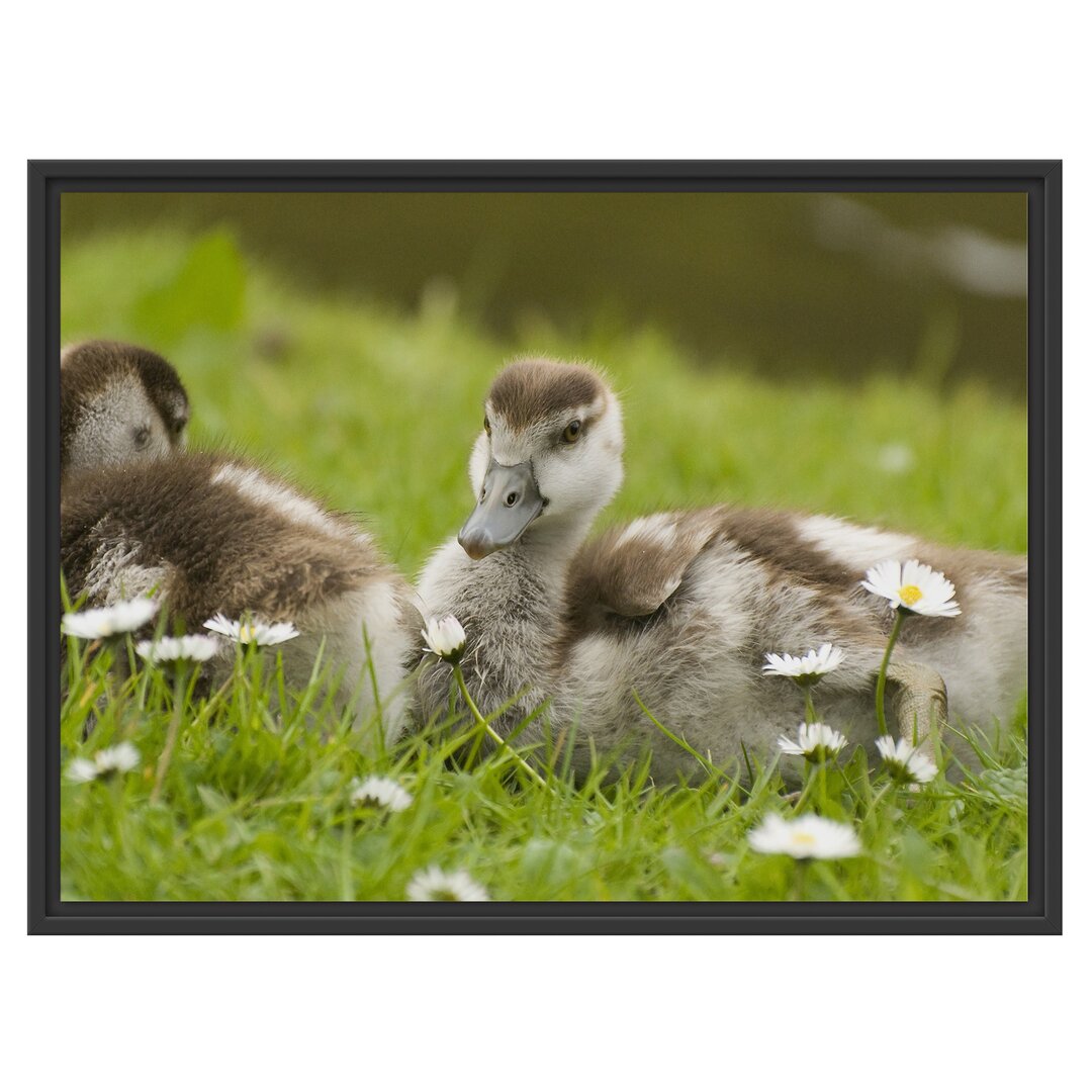 Gerahmtes Wandbild Kühe auf Wiese