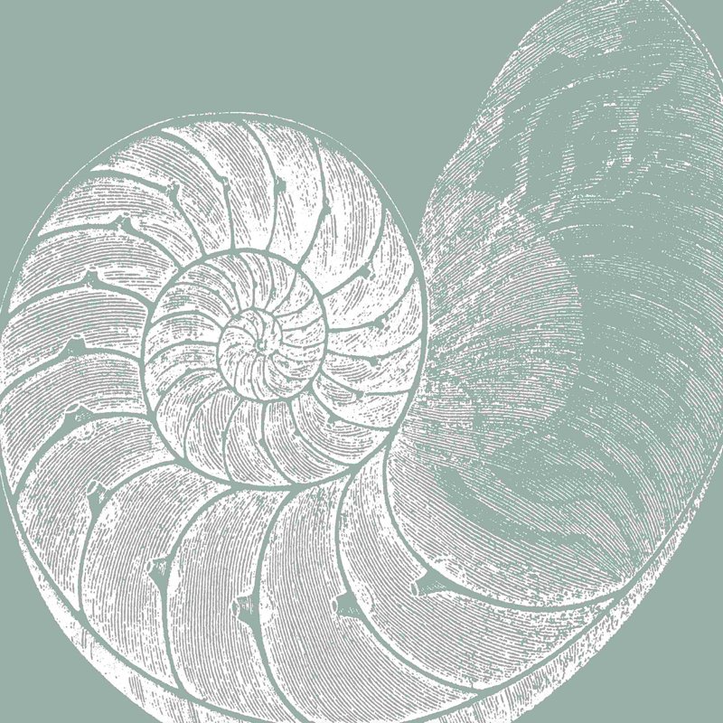 Seabreeze Shells IV (P), H 12 po x l 12 po