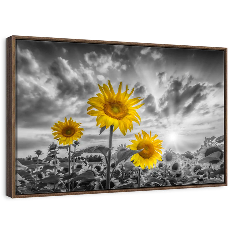 Tournesols de couleur jaune coucher de soleil, 37 po x 25 po, Cadre flottant noyer