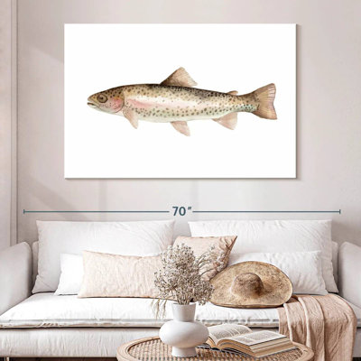 Rainbow Trout