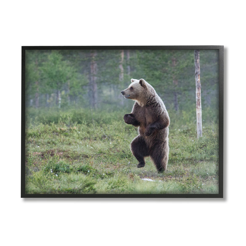 «Ba-387», encadré «Ours dansant dans la forêt» par Alex Jevon, Giclée encadrée noir minuit, H 11 po x l 14 po x P 1,5 po