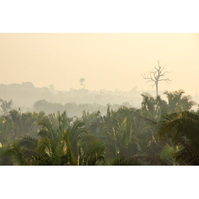 «Amazon Rainforest» par Pedarilhos - photographie sur toile tendue