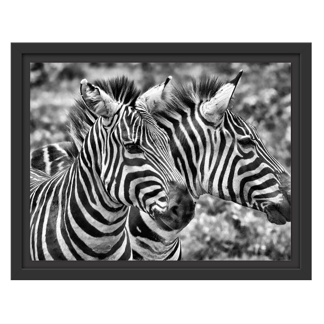 Gerahmtes Wandbild schönes Zebrapaar