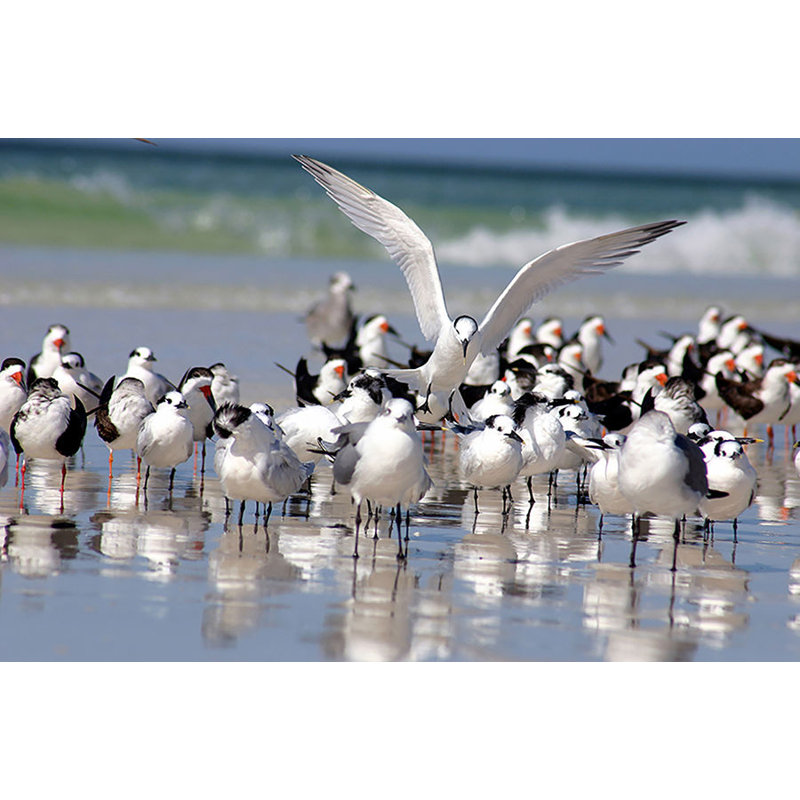 Flock Of Birds Print by Sofia Fox, Matte, 40" H x 60" W 