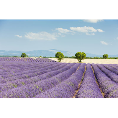 «Lavender Field in Provence» par Phbcz - Photographie sur toile tendue