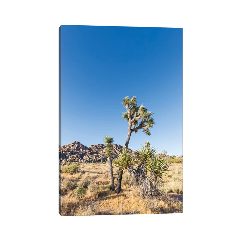 Natural Joshua Tree National Park by Melanie Viola - Wrapped Canvas Print, 101.6 cm H x 66.04 cm W x 1.91 cm D