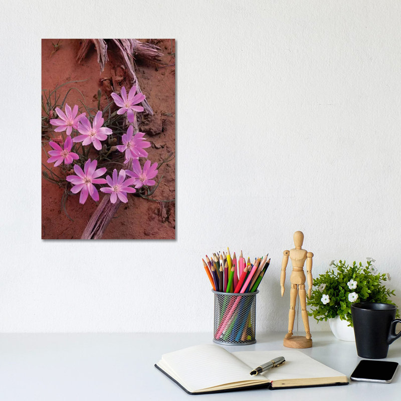 Desert Chicory Close Up Of Bloom, North America by Tim Fitzharris - Gallery-Wrapped Canvas Giclée on Canvas, Canvas