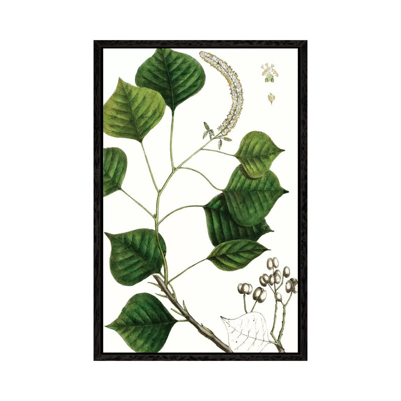 Tallow Tree by Thomas Nuttall - Floater Frame Gallery-Wrapped Canvas Giclée on Canvas, 66.04 cm H x 45.72 cm W, Black Framed