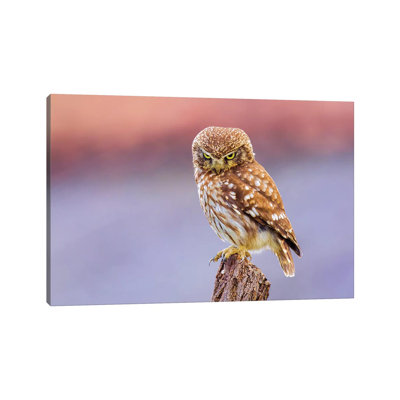 Angry Little Owl by Marco Redaelli - Wrapped Canvas Print