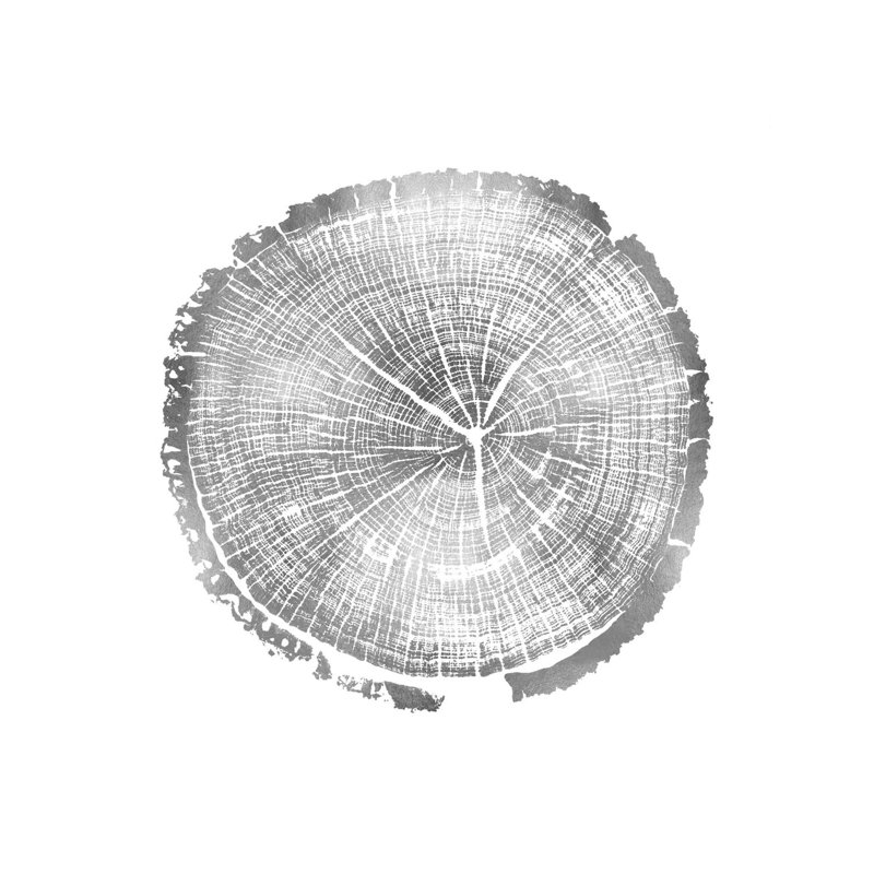 Timber Silver I by Danielle Carson - Wrapped Canvas Print, 30.48 cm H x 30.48 cm W