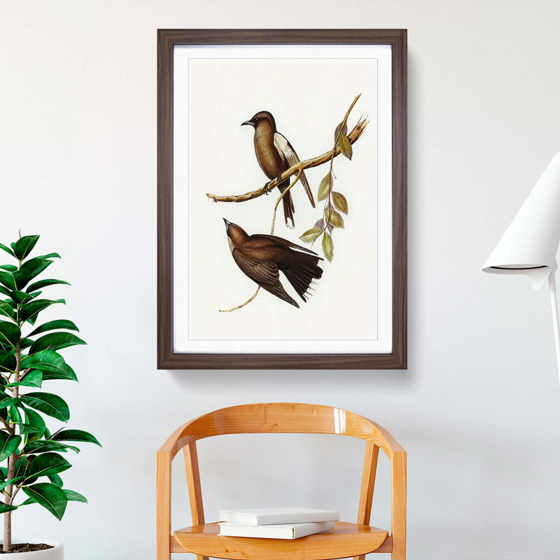 Grey-Breasted Wood swallows by Elizabeth Gould - Picture Frame Painting Print, Walnut Framed, 36cm H x 27cm W x 2cm D