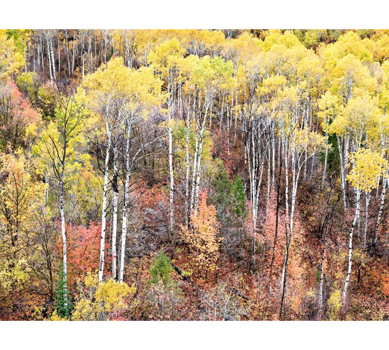 Swan Valley Autumn Portrait #1 Print by Bruce Heinemann, Wrapped Canvas, No Mat, 52" H x 70" W